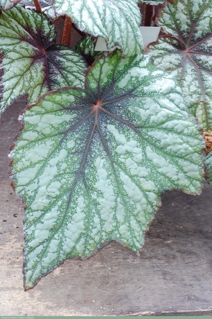 B. ‘Décorateur’